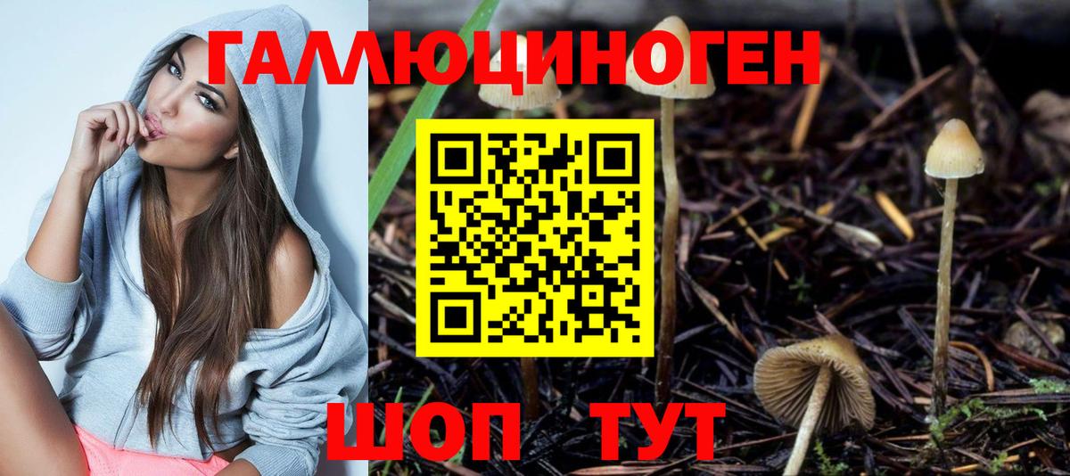 Псилоцибиновые грибы Psilocybe  Нижнеудинск 